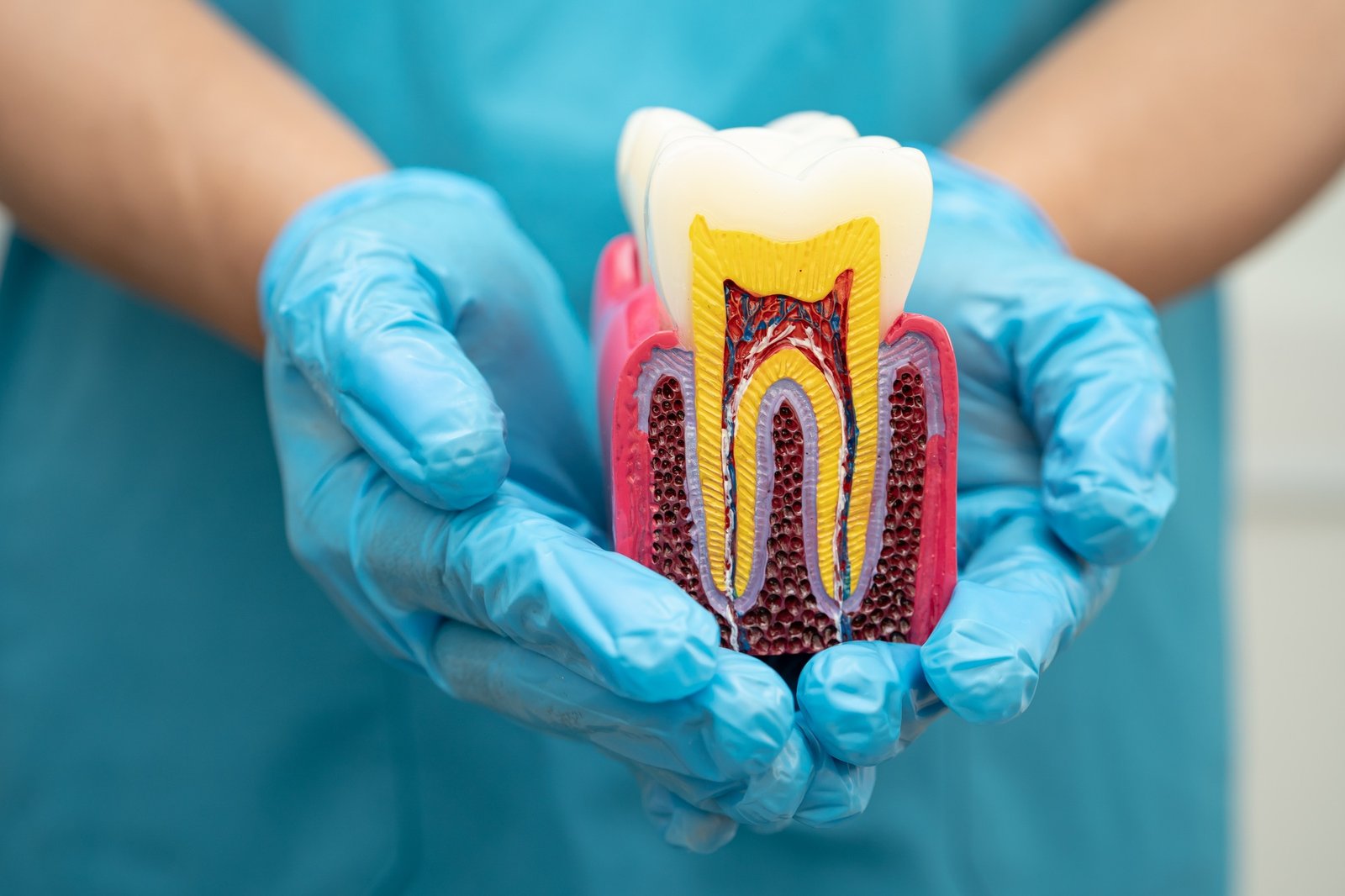 Asian dentist holding dental implant, artificial tooth roots into jaw, root canal
